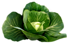 a fresh green cabbage 